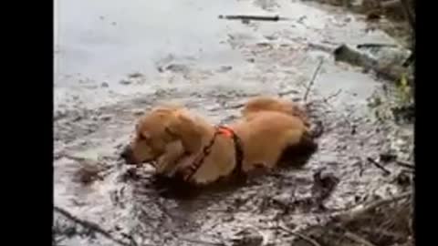 Funny moment Amazing Golden Retriever Playing Underwater