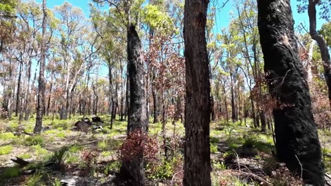 Bibbulmun Track Day 7 Mt Dale To Brookton