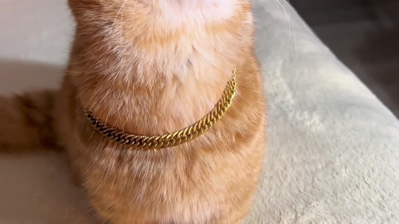 The Cutest Cats of 2024 Episode 11