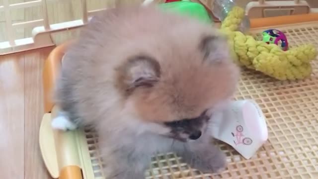 Baby puppy pomeranian daily life