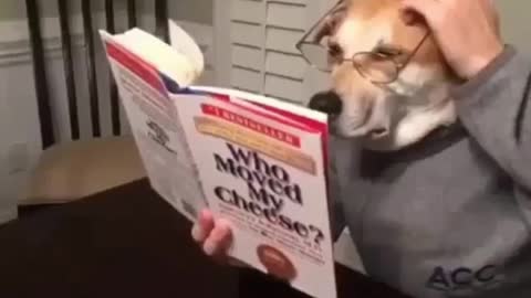 The dog reading a book is very interesting. You've never seen it