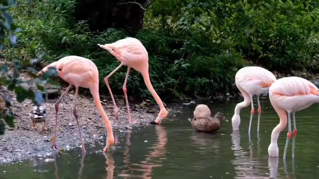 #new relaxing video,nature video,#relax video,relaxing video,#relaxing piano music,