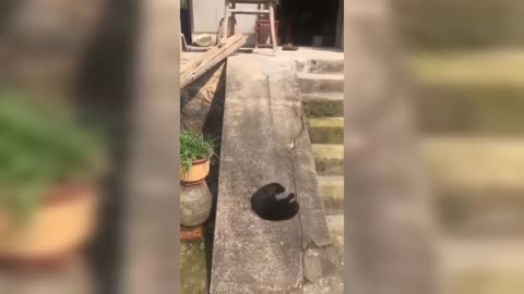 Funny ,,cat is not working || cat playing slide