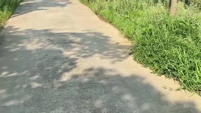 hot weather; hiking on tree-filled paths
