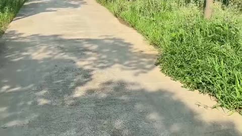 hot weather; hiking on tree-filled paths