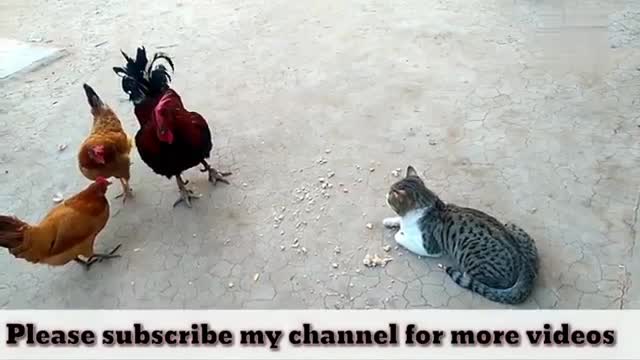 Funny Chicken ULTIMATE Funny CHICKEN Compilation