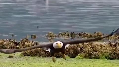 hunters in the air