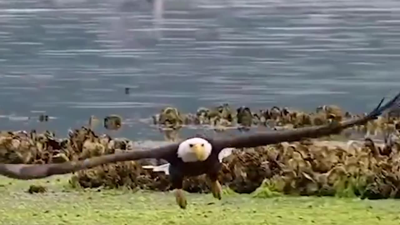 hunters in the air