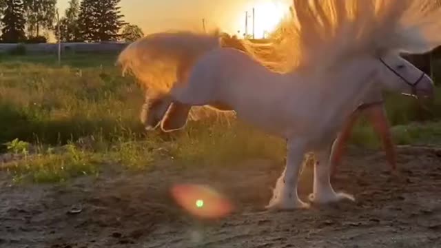 Most beautiful Horse