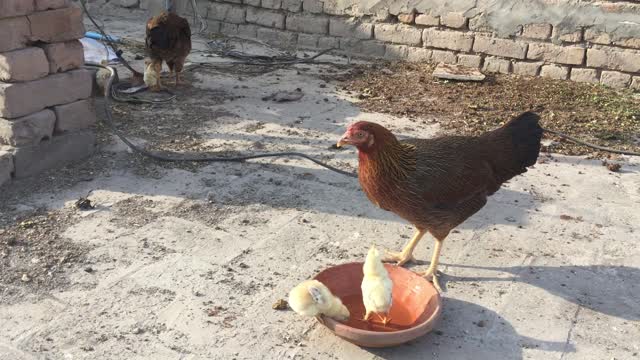 Newly Born Chicks Drinking Water with Mom.