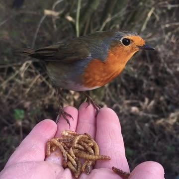 Cámara lenta capta a un petirrojo alimentándose de la mano de un humano