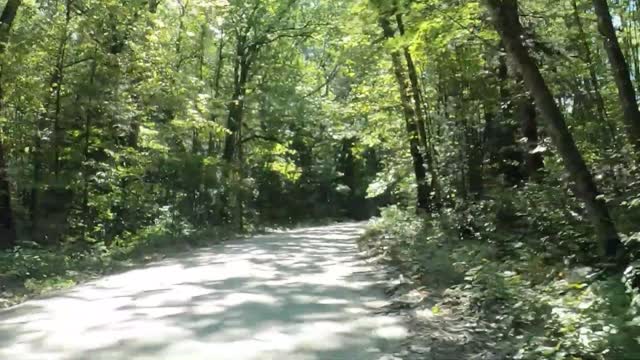 Tree branch falls on vehicle