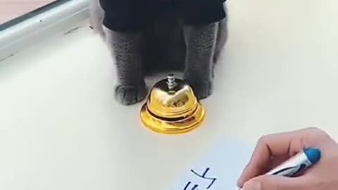 Funny and Amazing cat doing bell math: enjoy watching