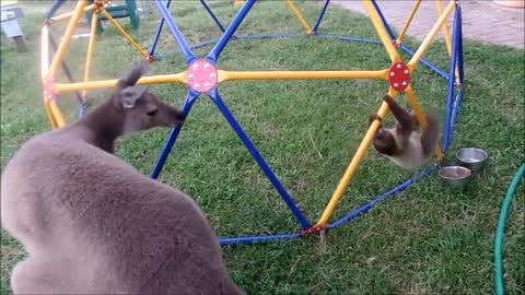 Cute baby animals!!!