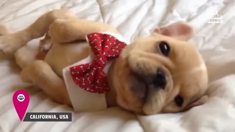 Cute dogs compilation