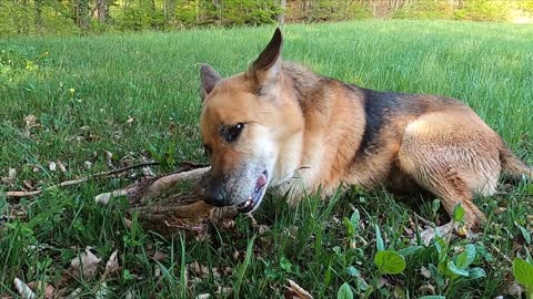 A Dog Munching On A Tree Bark