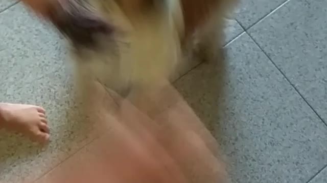 Dogy Hungry As Hell