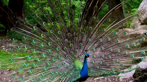 Beautiful peacock dancing video with their wings