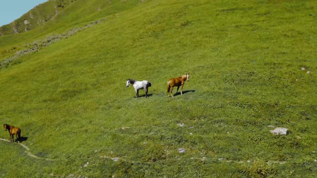 Drone footage of a horses on the mountain