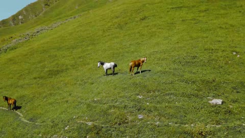 Drone footage of a horses on the mountain