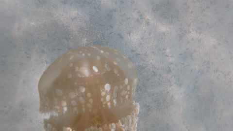 jellyfish