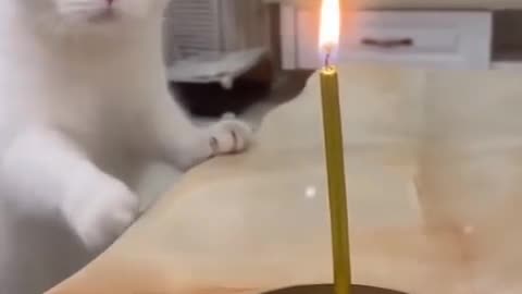 Funny cats