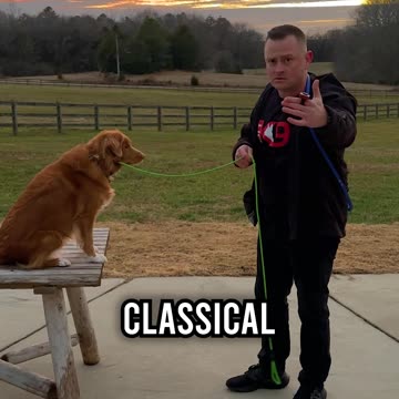 How to Tell Your Dog They’re Doing a Good Job