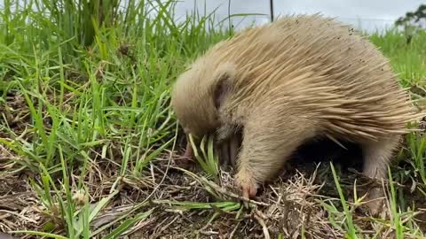 A Rare Albino Echidna