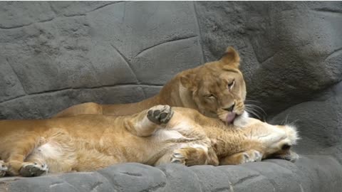 lion and lioness fun