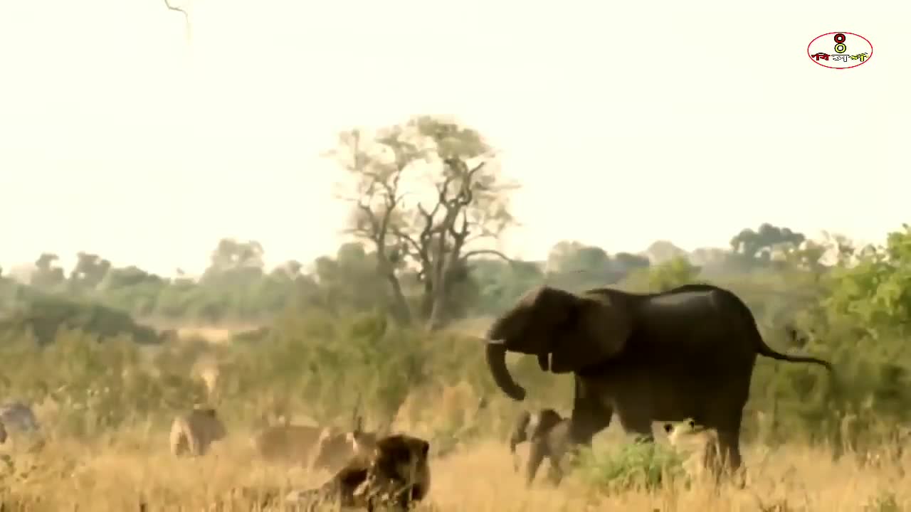 Elephant gives birth and Fights Lion to protect its newborn calf