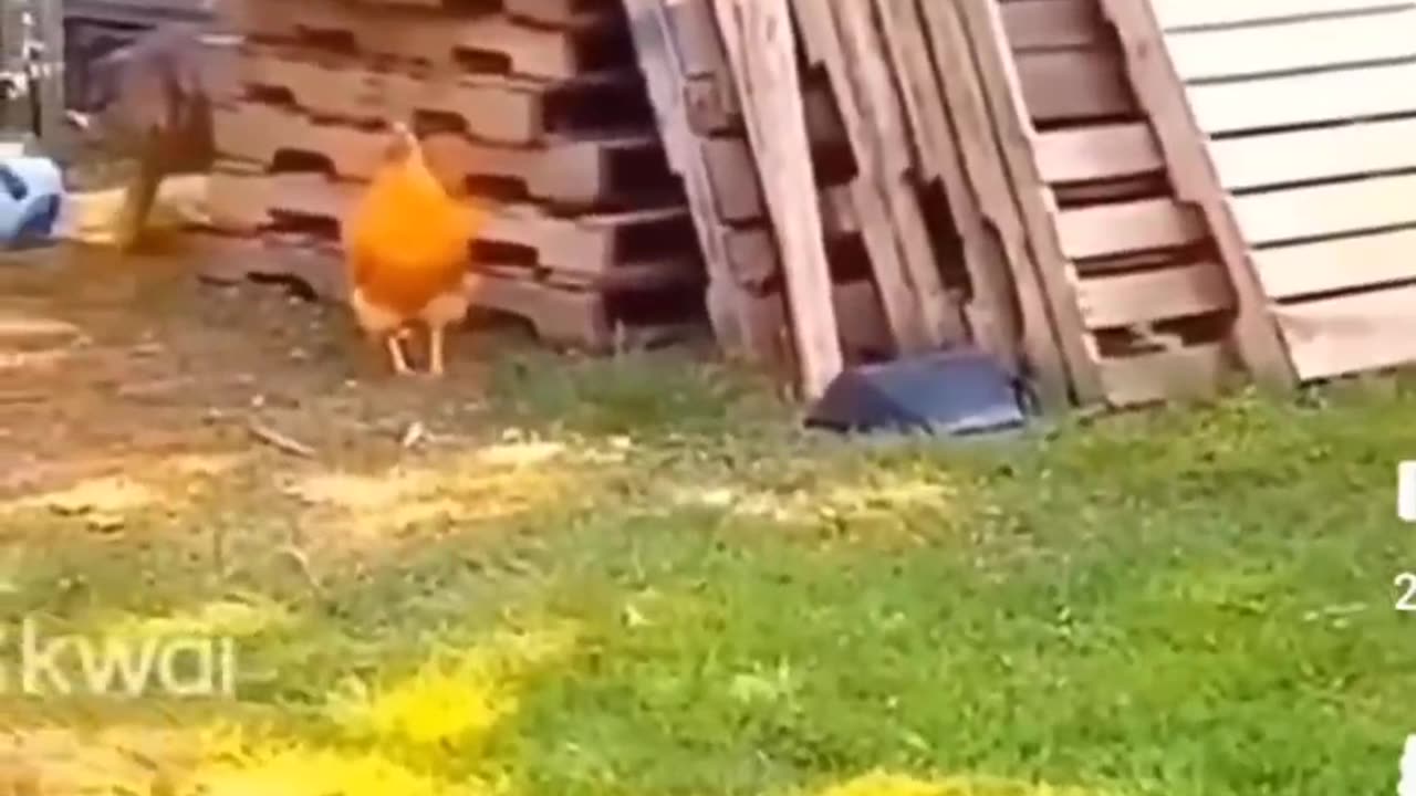 Dog Terrorize Chicken, CanineVsChickylicky #funny