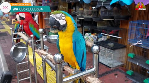 BUKAN DI PRAMUKA TAPI DI PASAR BURUNG INI READY BANYAK BURUNG IMPORT DAN PARUH BENGKOK