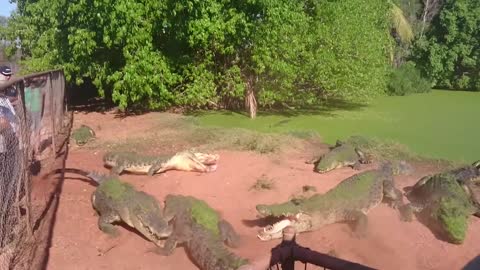 Crocodile bites foot off another crocodile