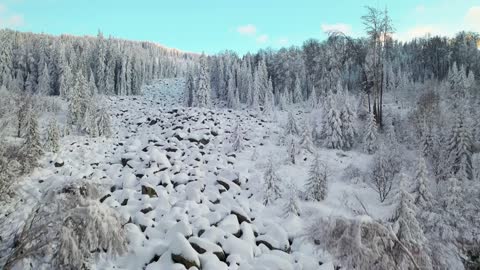 Winter Landscape of Pine Trees