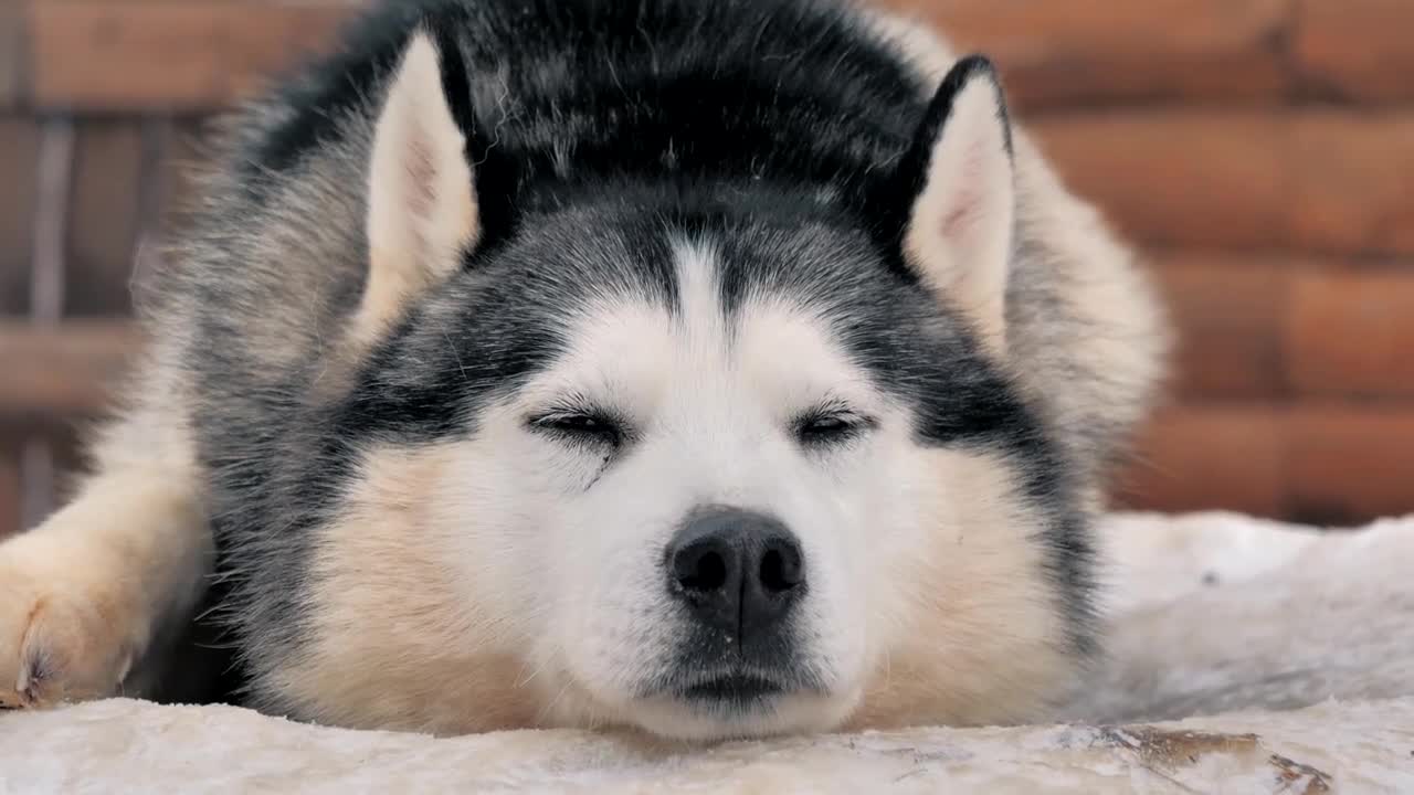 A sleepy husky in the kennel enjoying snowy weather. Close-up portrait