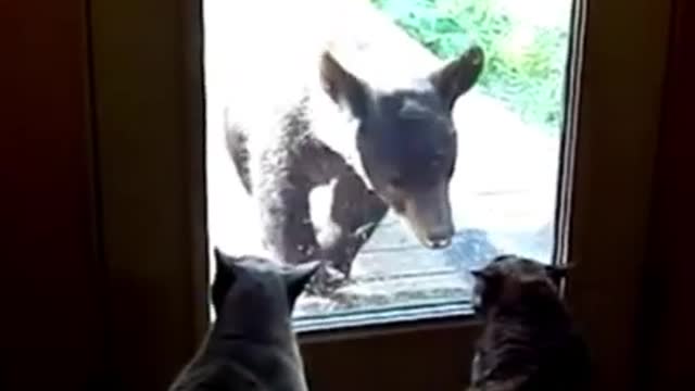 funny cats play with bear and scare him | funny animals | funny 🐻