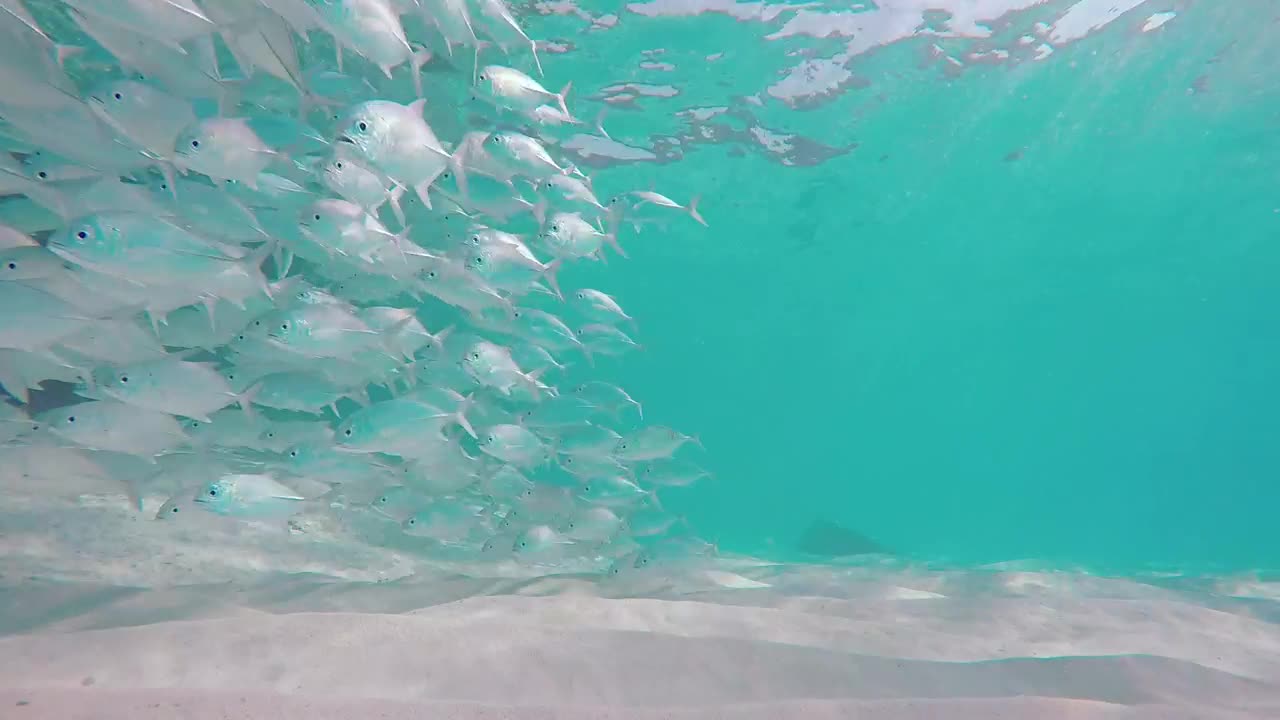 Sand at the bottom of the sea with fish