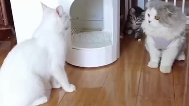 Funny. Cat_ videos