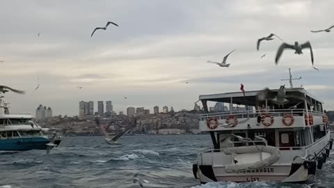 Beautiful view of the sea with birds