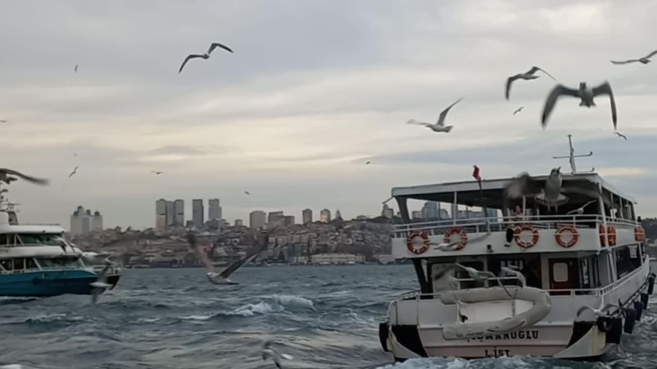 Beautiful view of the sea with birds