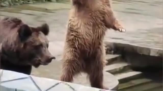 Funny animals