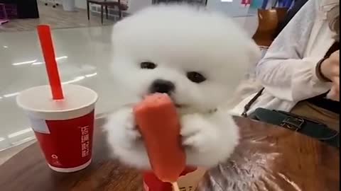 Dogs Funny Videos- Cute Dog Video - Mini Pomeranian Funny Dogs