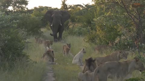 Wild elephant vs lions(king of bush)