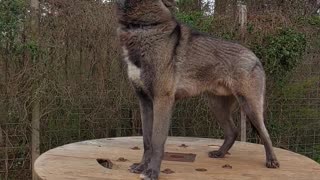 Wolfdog Loves to Howl