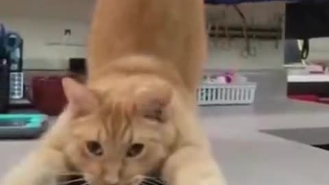 Catnip