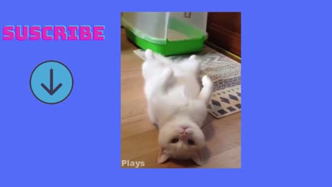 FUNNY CATS