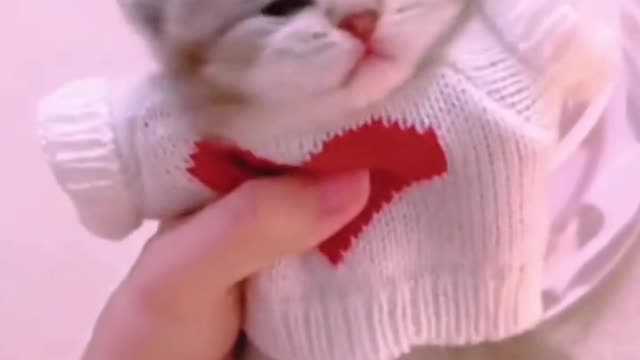 Kitten in sweater