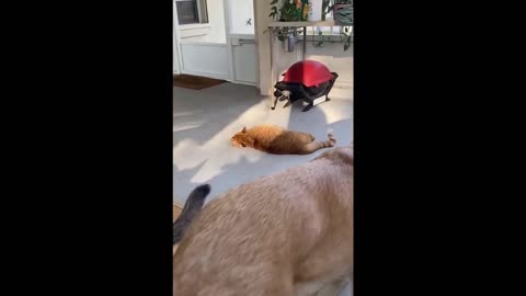 Funny Animal Videos 2022