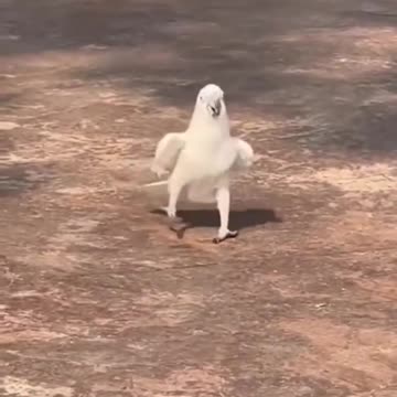 Parrot 🦜 dancing in prade