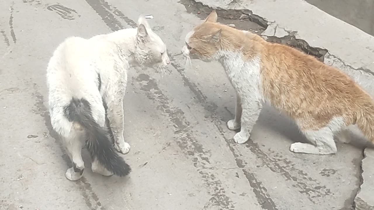 Cat fight